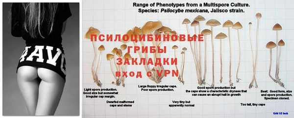 мяу мяу кристалл Богданович